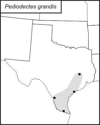 distribution map for Pediodectes grandis