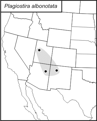 distribution map for Plagiostira albonotata