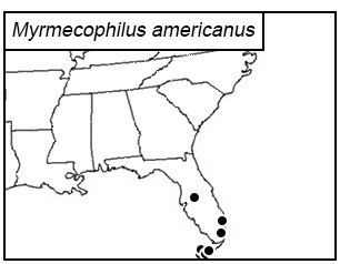 distribution map for Myrmecophilus americanus