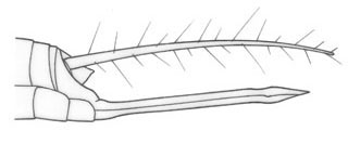 image of Trigonidomimus belfragei