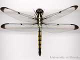 Dragonfly. Credit: S. Bybee