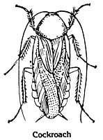 cockroach mouthparts