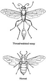 Wasps