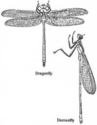 Odonata