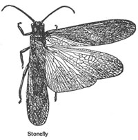 Stonefly