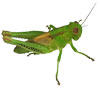 grasshopper