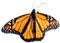 Monarch butterfly