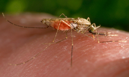 Female Anopheles gambiae Giles taking a blood meal.