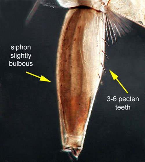 Larval Psorophora columbiae (Dyar & Knab) siphon with the head and thorax oriented towards the left of the image and the last abdominal segment (anal segment) in the top right. Psorophora,as a genus, typically have rounded, bulbous siphons where the middle portion of the segment is wider than the ends. A series of three to six straight, narrow spines, called pecten spines, is a diagnostic feature of Psorophora columbiae. Image from the University of Florida, Florida Medical Entomology Laboratory.