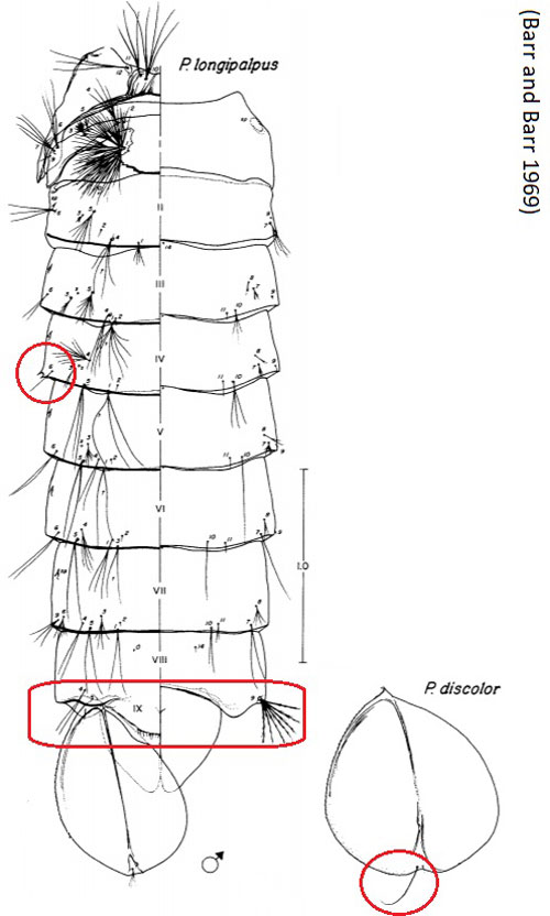 Figure of pupal Psorophora characteristics, by Barr and Barr (1969). Key features for the genus are circled in red: spine on the posterior (leading away from the thorax) corner of the fourth abdominal segment, lobes on the posterior edge of the eighth abdominal segment, and a seta (hair-like structure) arising from the paddle on the posterior tip of the pupa.