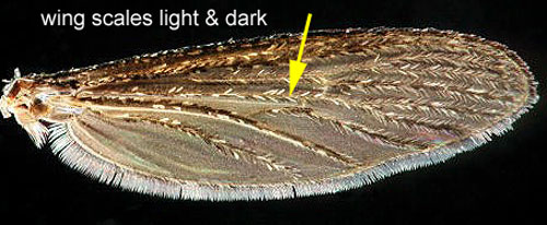 Adult Psorophora columbiae (Dyar & Knab) right forewing, with the attachment to the thorax oriented on the left of the image. Thin, elongate scales on all wing veins are typically a mixture of dark and pale scales, giving a salt and pepper appearance. Image from the University of Florida, Florida Medical Entomology Laboratory.