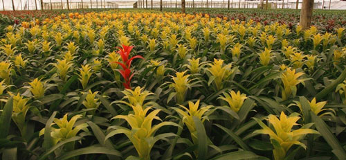 Bromeliads inside a greenhouse, where Wyeomyia vanduzeei can be found