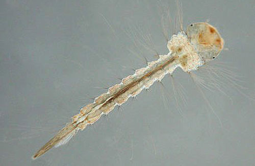 Wyeomyia vanduzeei larva