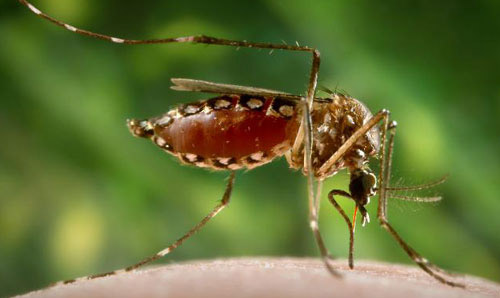 An adult female yellow fever mosquito, Aedes aegypti (Linnaeus), in the process of acquiring a blood meal from its human host, after having penetrated the skin surface with the sharply-pointed "fascicle." Note that her abdomen has become distended as her stomach is filling with her blood meal, and how the proboscis' labial sheath is in its retracted, pulled back configuration, exposing the inserted, sharp fascicle, which has turned red, as the blood is passing up the straw-like apparatus. 