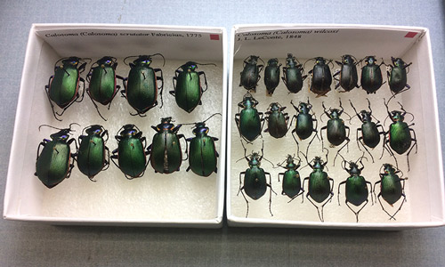 Comparison of Calosoma scrutator (Fabricius 1775) (left) with Calosoma wilcoxi (Gidaspow 1959) (right). Although both species are similar in appearance, Calosoma scrutator is considerably larger