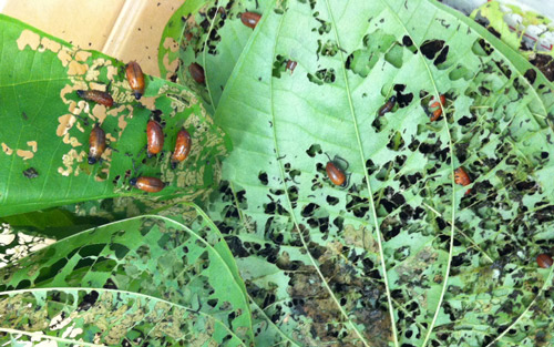 An aggregation of late instar Lilioceris cheni (Air Potato Leaf Beetles) larvae skeletonizing air potato leaves. Photograph by Elizabeth D. Mattison, USDA/ARS Invasive Plant Research Laboratory, Fort Lauderdale, FL.