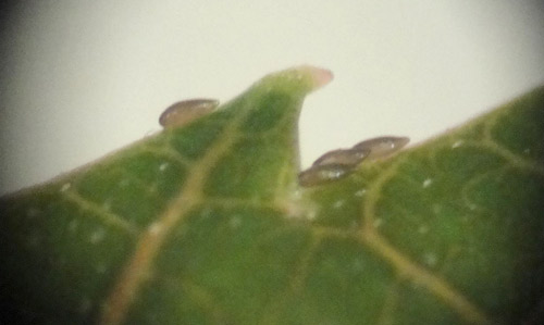 Mature eggs of Calophya latiforceps Burckhardt