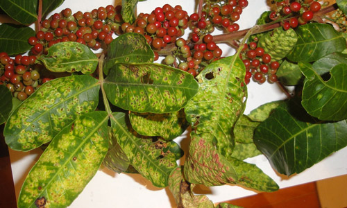Leaves of Brazilian peppertree, Schinus terebinthifolia, attacked by developing nymphs Calophya latiforceps Burckhardt