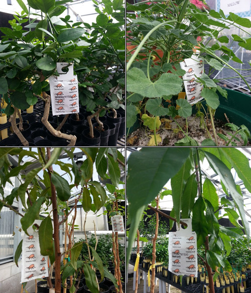 Slow-release sachet of Neoseiulus cucumeris hung on different hosts in the greenhouse. 