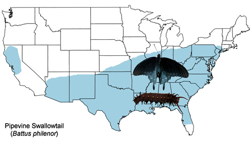 Pipevine swallowtail, Battus philenor (L.), U.S. distribution map