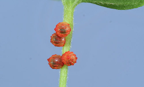 Eggs of the pipevine swallowtail, Battus philenor L