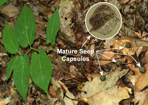Virginia snakeroot, Aristolochia serpentaria L. (broad-leaved form), a host of the pipevine swallowtail caterpillar, Battus philenor (L.), with seed capsules