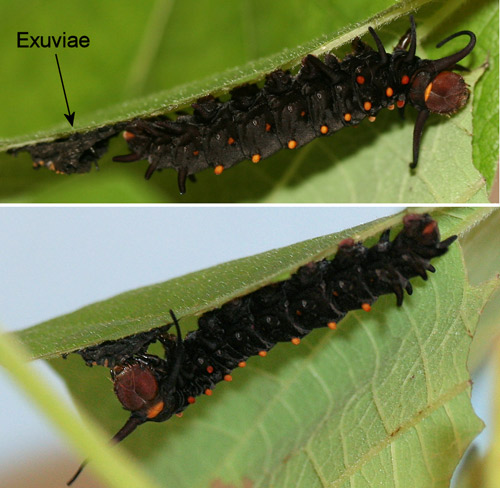 Pipevine swallowtail, Battus philenor (L.), last instar larva eating its exuviae