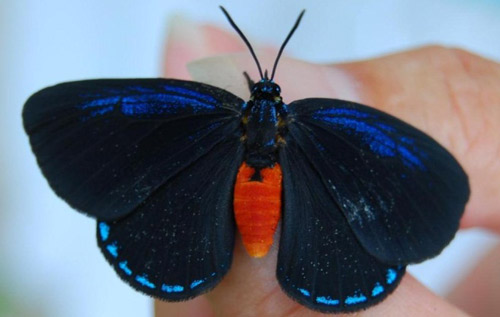 Eumaeus atala Poey adult female showing royal blue streak on forewings. 