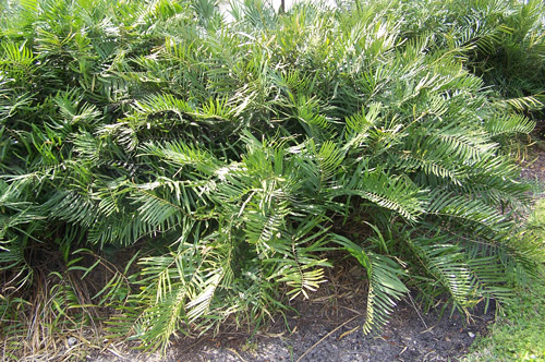 Healthy coontie plants (Zamia integrifolia) growing in an urban garden. 