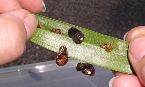 Eumaeus atala Poey pupae infected with Paeciliomyces sp. fungus. Note the blackened abdomens