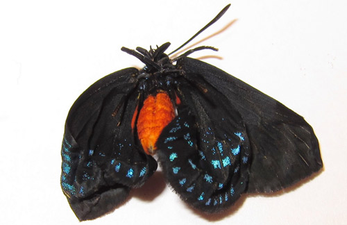 Abnormal Eumaeus atala Poey adult with incompletely expanded wings. 