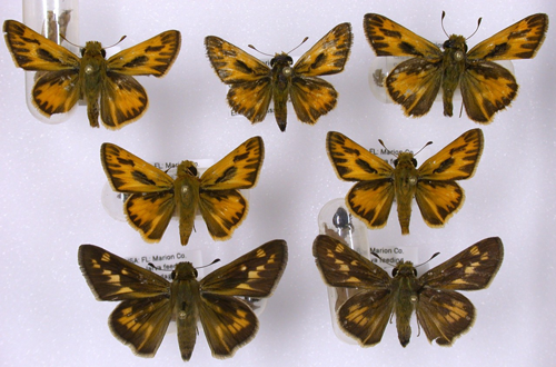 Adult male (smaller, top two rows) and female (bottom row) fiery skippers, Hylephila phyleus (Drury)
