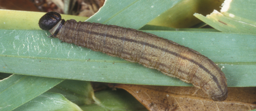 Fiery skipper, Hylephila phyleus (Drury), larva