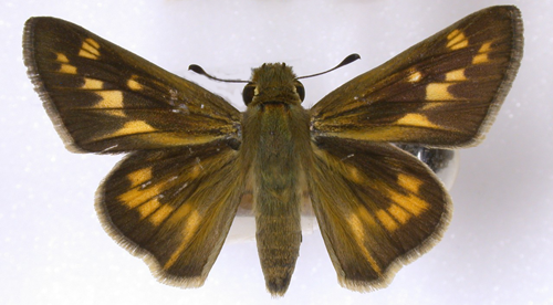 Female fiery skipper, Hylephila phyleus (Drury)