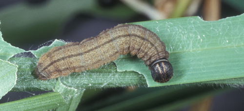Fiery skipper, Hylephila phyleus (Drury), larva with feeding damage on a blade of grass