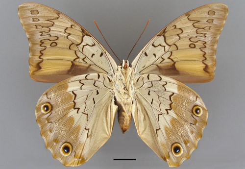 Female Prepona laertes, ventral aspect. Scale bar = 1 cm.