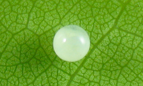 Egg of Prepona laertes on cocoplum leaf. Scale in millimeters.