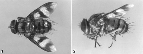 Adult Oestrophasia sabroskyi (Diptera: Tachinidae), a native parasitoid of adult Artipus floridanus Horn. Photographs from Kovarik and Reitz (2005).