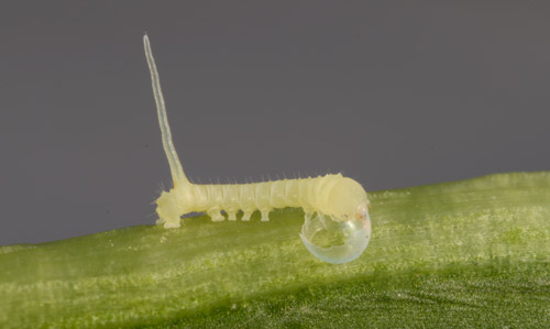First instar larva of Manduca sexta (L.), the tobacco hornworm, consuming its eggshell after emerging