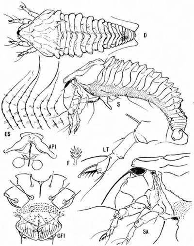 Illustration of Oxycenus maxwelli (Keifer) showing a dorsal view (D), side view (S), detail of side skin (ES), anterior apodeme and associated internal genital structures (AP1), featherclaw (F), tarsus and adjacent points (LT), female genitalia and coxae (GF1), and side view of anterior part (SA).