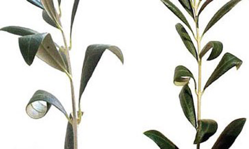 Curling of olive (Olea europaea L.) leaves caused by Oxycenus maxwelli (Keifer).