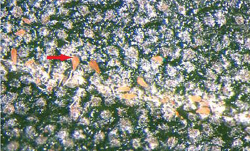 Multiple olive bud mites, Oxycenus maxwelli (Keifer), on the upper surface of an olive, Olea europaea L., leaf.