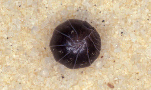 Pillbug Armadillidium Vulgare