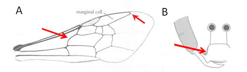 (A) The leftmost red arrow indicates the sharply curved basal vein characteristic of halictid bees and the rightmost red arrow indicates the truncated marginal cell characteristic of Augochlora. (B) The red arrows point to the genal lobes projecting over the clypeus, also characteristic of Augochlora. Diagrams modified from Michener et al. 1994.