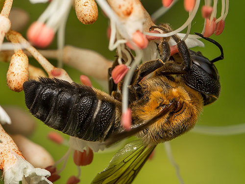 A female giant resin bee, Megachile sculpturalis (Smith), collecting pollen.