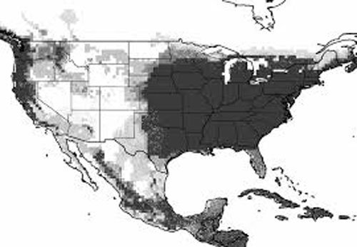 This map shows the predicted distribution of Megachile sculpturalis (Smith). Figure by Ismael A. Hinojosa-Diaz (hinojosadiaz@gmail.com), University of Kansas, USA. 