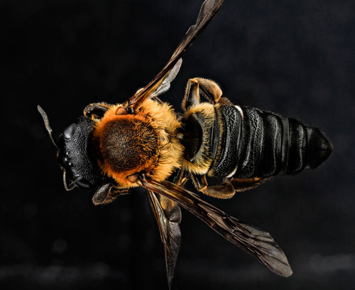 Female Megachile sculpturalis (Smith), note the pointed abdomen. Photograph by Heagan Ahmed and the USGS Bee Inventory and Monitoring Lab. Maryland, USA. (sdroege@usgs.gov)