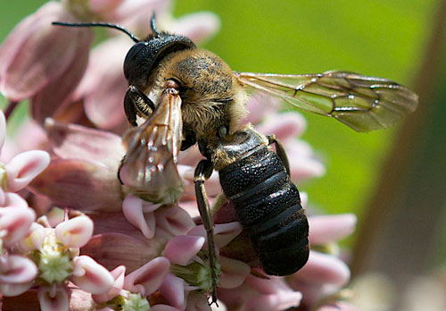 A male Megachile sculpturalis (Smith) pollinating a flower, note the blunted abdomen, which is a defining characteristic of the male of this species. Photograph by Mark Etheridge, Ahmed and the USGS Bee Inventory and Monitoring Lab. Maryland, USA. (sdroege@usgs.gov)