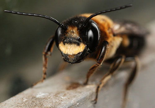 Male Megachile sculpturalis (Smith) with the distinct line of golden hairs above the mandibles. Photograph by Thomas Palmer (ophis@comcast.net), Massachusettes, USA. http://bugguide.net/node/view/836673 