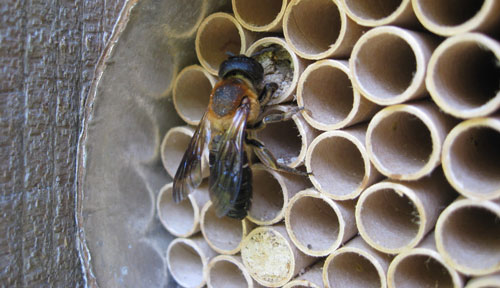 Megachile sculpturalis (Smith) female capping a brood cell with resin and mud. Photograph by Alonso Abugattas. (https://plus.google.com/109948453009445552708/posts)